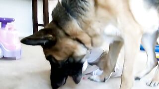 Ava steals Brano's Treat