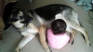German Shepherd And Baby Playtime