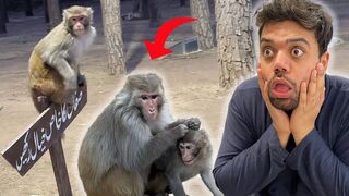 Monkey Ne Humein Dara Diya ???? DUCKY BHAI