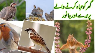 Ghar ko tarha karny ka birds and animals
