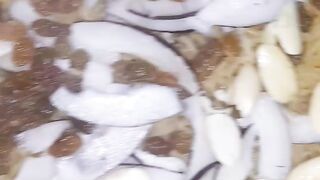Gur k chawal