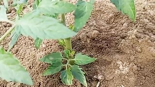 You can see tomato plants