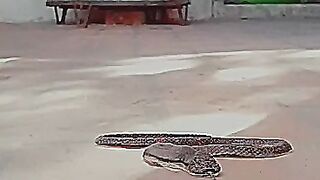 World biggest snake ????