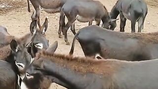 Donkeys