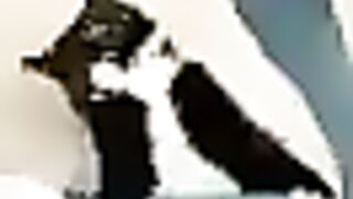 So cute cat