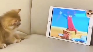 cat watch tom and jerry carton
