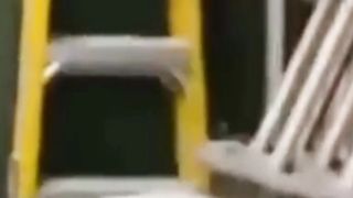 Funny Animals Videos