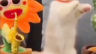 Cat Kitten Play  with Toys
