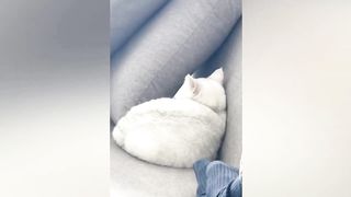Funniest cats and dogs 2023