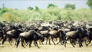 Animal video#animalvideo