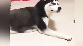 Funniest animals