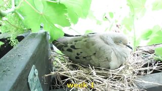 Baby bird morning doves, from eggs, hatching, to empty nest
