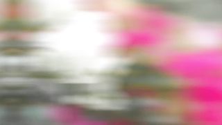 The Most Beautiful Bougainvillea Flower In The World