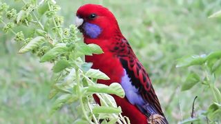 Rosella Birds