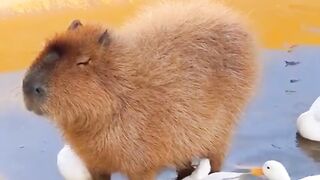 Pet's lover