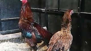 Aseel Murgha and Murghi Roaster Fighter Hen