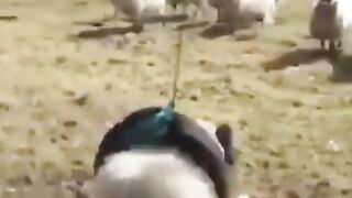 Hey look em flying , funny swinging sheep #funny #animal #viral