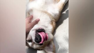 The funniest animals / Fun with cats and dogs