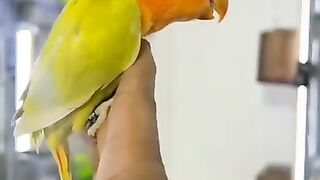 Birds Videos