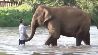 These Animals Don't Forget Their Owners After Years  Animal Reunion