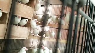 My Brids setup