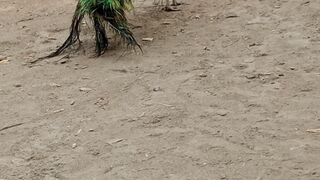 Beautiful white pair of hen