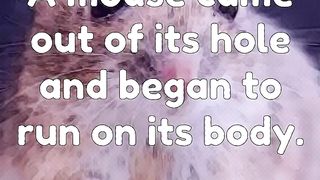 A Lion Finds A Mouse | Short World Short Stories #shorts  #shortvideo  #viral  #trending