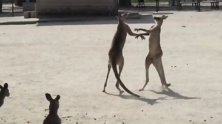 Funniest animals