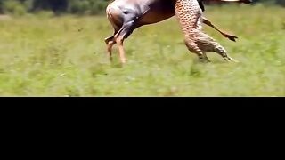Wild animal