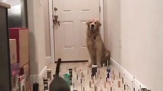 Inteligência animal, me siga que eu sigo de volta