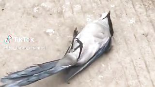 Sparrow.