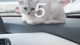Funny Cats