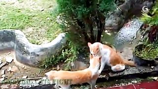 Cat video