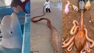 Catching Seafood ???????? Deep Sea Octopus (Catch Crab, Catch Fish) - Tik Tok #97