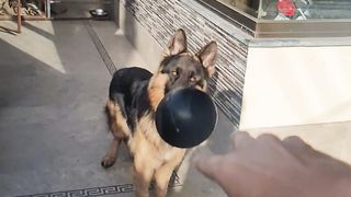 German shepherd Dog long Jump with ball