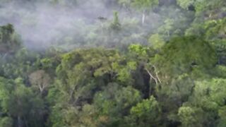 10 Largest and Most Biodiverse Forests on Earth #shorts