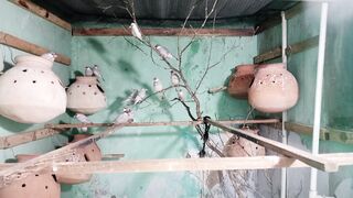 Java sparrow