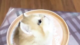 Funny Cats