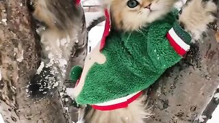 Funny Cats