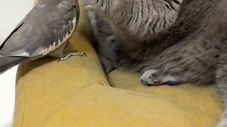 Tit for tat