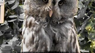 Why owl special in  the world