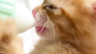 Cat funny video