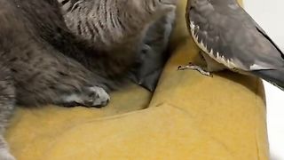 cat and parrot  #cat #viral # shotvideo #shot #shorts