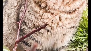 Sweat cat searching -Best of 2022 Animal videos