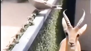 Funny video ????????????