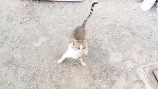 This stray cat meows so cute and funny guys