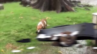 100 Interesting Animal Moments Caught On Camera