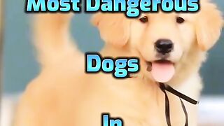 Dogs top 10 dogs