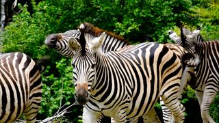 ZEBRA