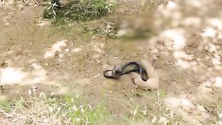 Mongoos snak fight
